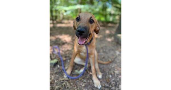 Meet Squish: This 6-Month-Old Pup Has One Big Assignment — Find His Forever Home