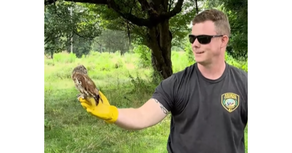 Another Episode in Princeton's Wild Kingdom – The Screech Owl Who Didn't Want to Go Home