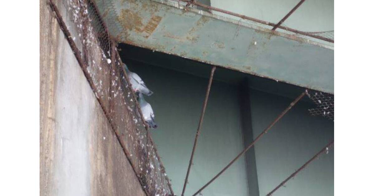 Bird Brains: Damage to Netting Allows Additional Pigeons to Return