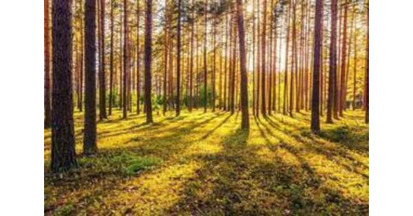 Help Morristown Go Greener: Volunteers Needed for Jacob Ford Reforestation