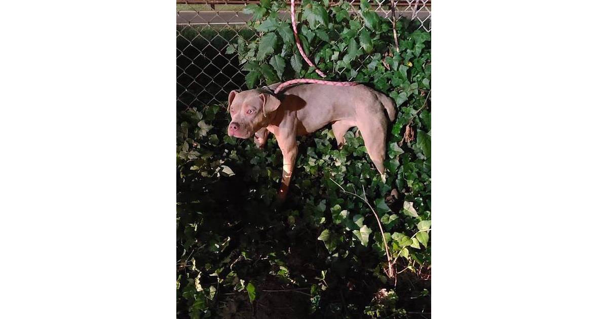 Pit Bull Found Tied to Fence in Bloomfield, NJ