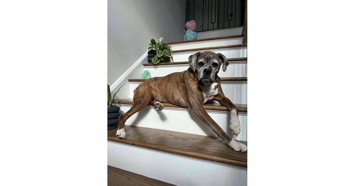 Boulevard Veterinary Clinic Pet of the Week: Sugar
