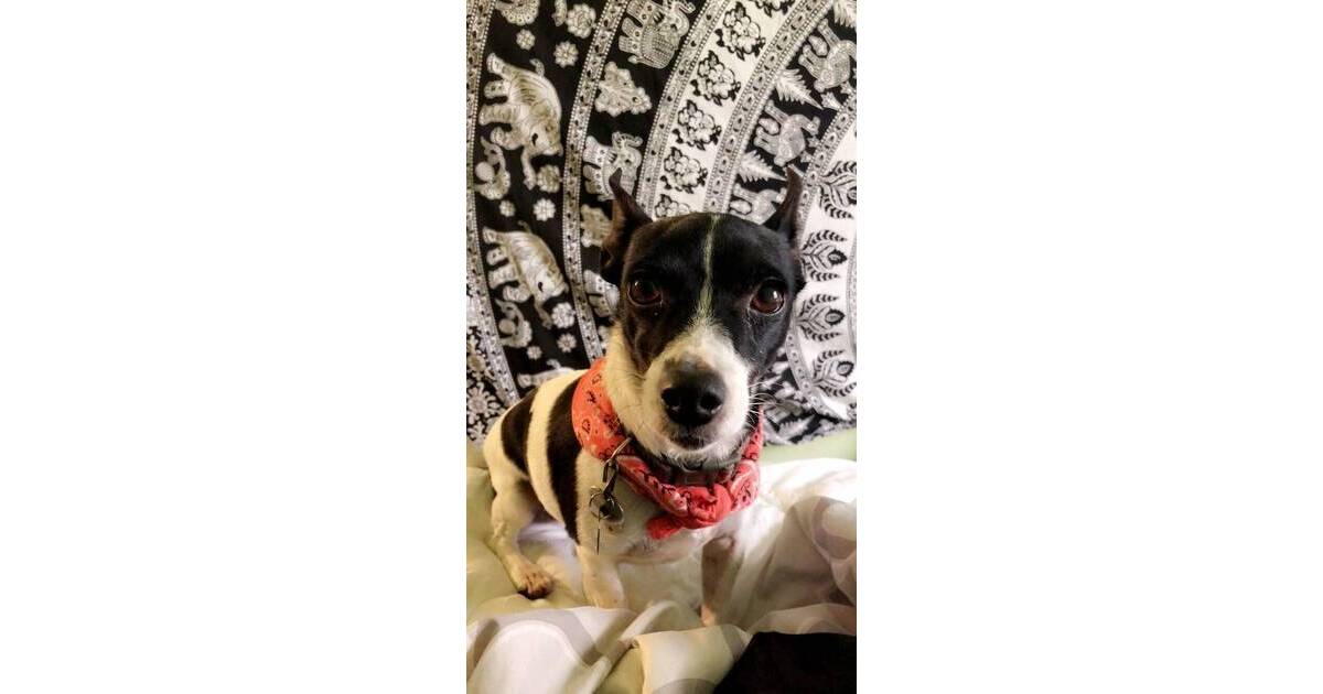 Boulevard Veterinary Clinic Pet of the Week: Indiana