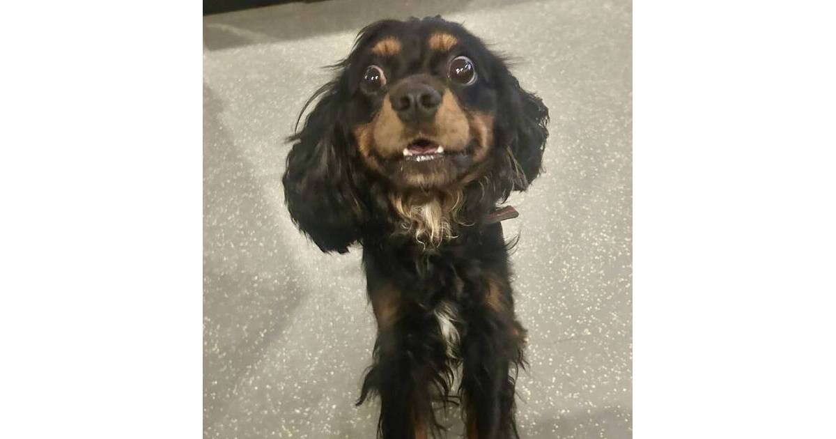 Dog Found Near Watchung Walmart; Police Seek Owner