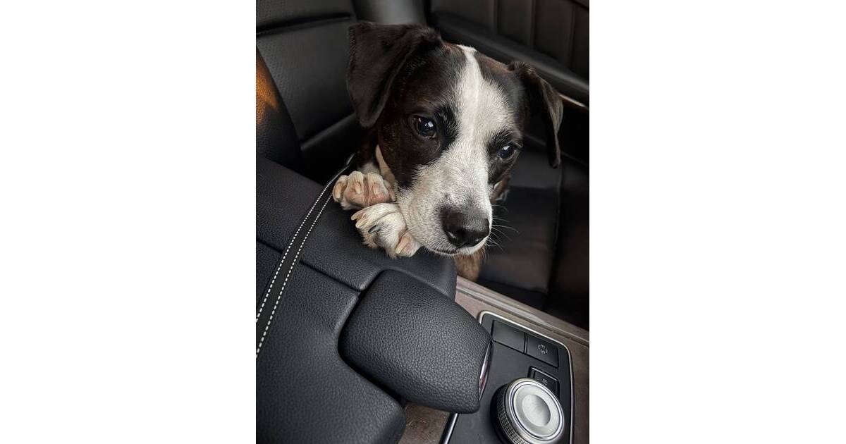 Boulevard Veterinary Clinic Pet of the Week: Rocky