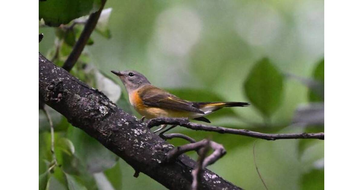 Weather Was For The Birds…On Saturday! See What Bird Watchers Saw