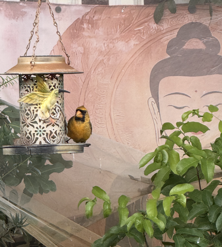 Rare Yellow Cardinal Visits Coral Springs Woman’s ‘Backyard Paradise’
